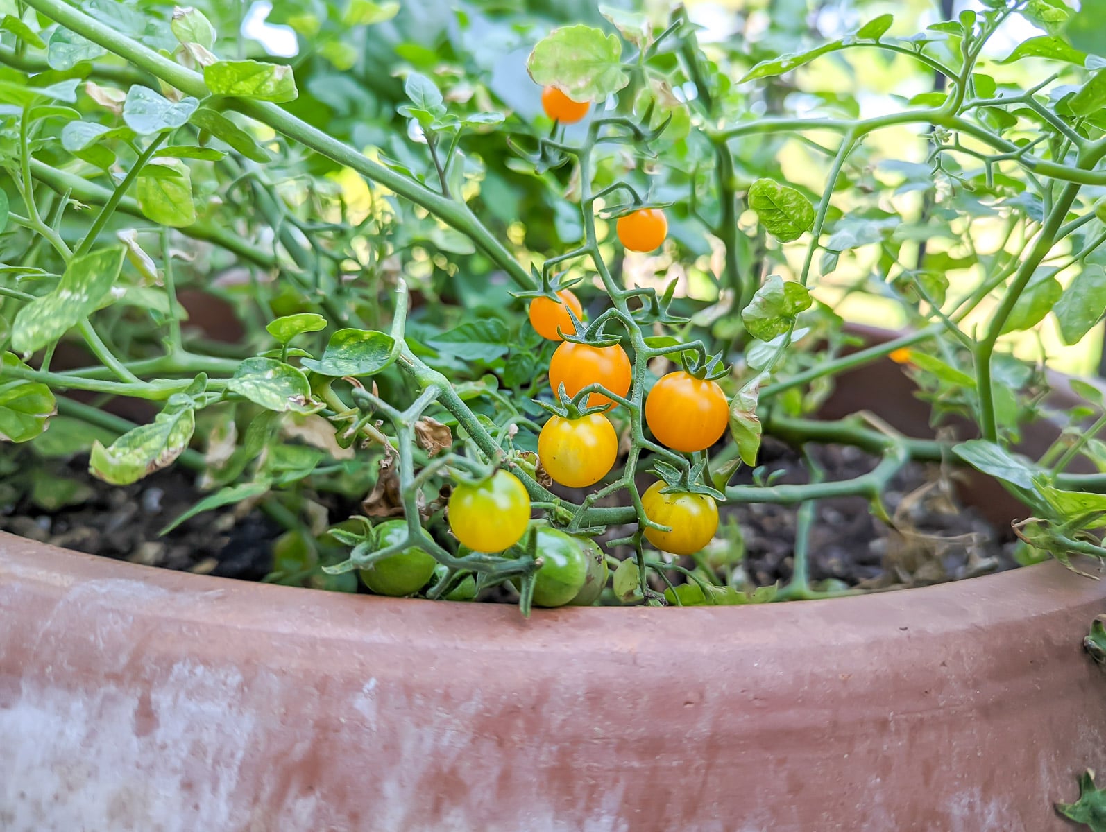 Golden Nugget cherry tomatoes in container